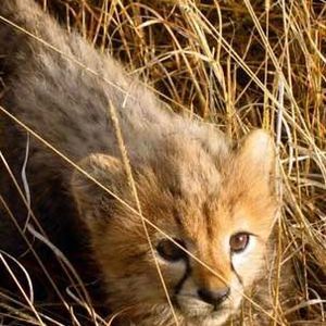 Meet your Posher, Tatum